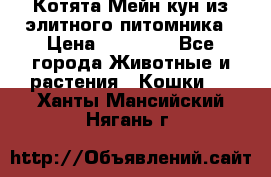 Котята Мейн-кун из элитного питомника › Цена ­ 20 000 - Все города Животные и растения » Кошки   . Ханты-Мансийский,Нягань г.